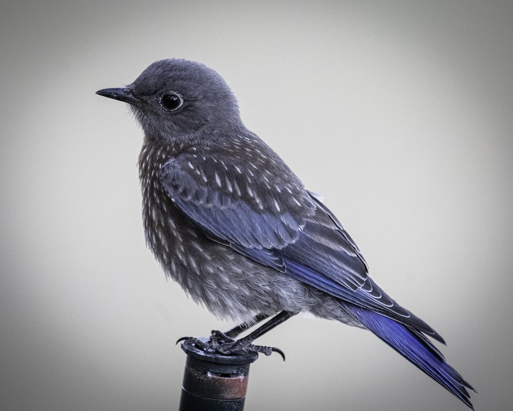 Young Blue Bird - George Peterson